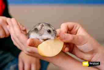 How to take a hamster on hands