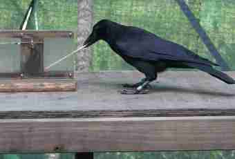 How to contain a crow