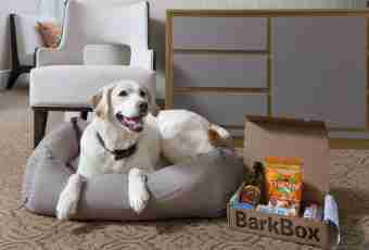 How to accustom a dog to the box