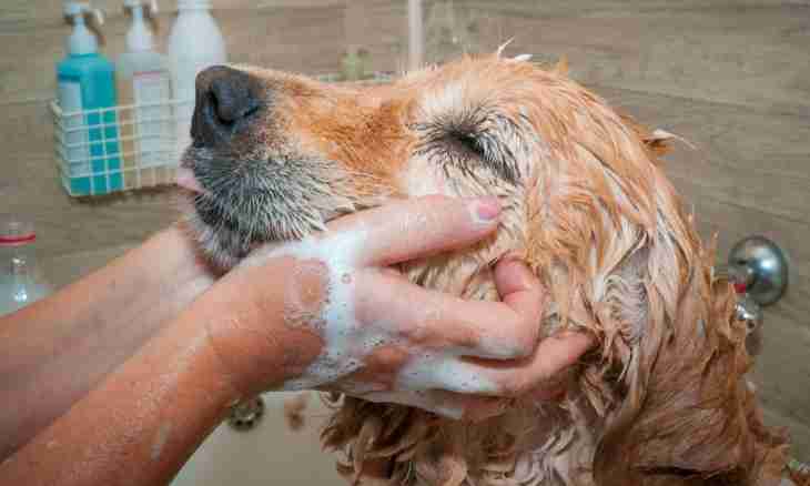 How to wash a dog