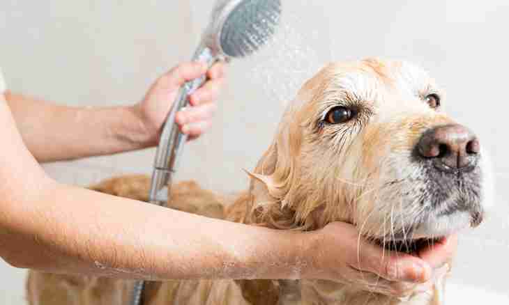 How to wash paws to a dog