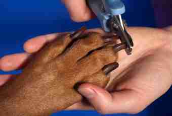 How to accustom a dog to a hairstyle of claws