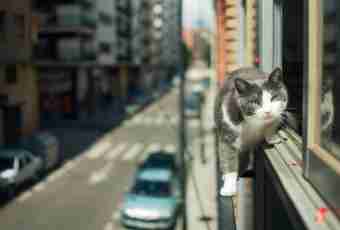 Whether it is necessary to walk a cat in the city