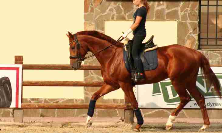 How to teach a horse to a dressage