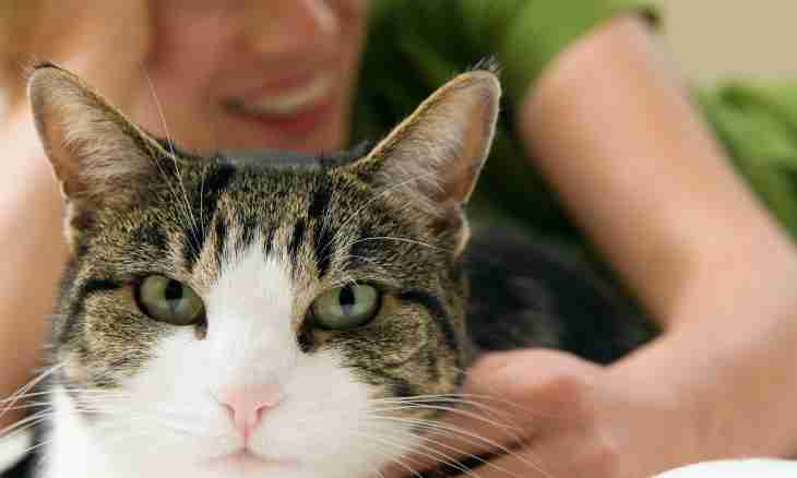 Why to a cat the second eyelid