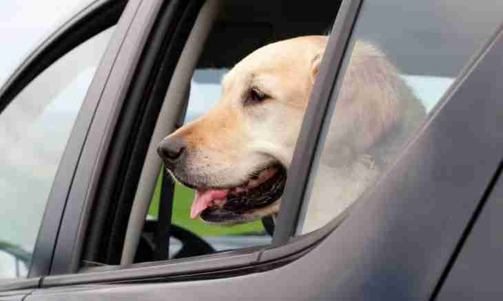 How to accustom a dog to the car