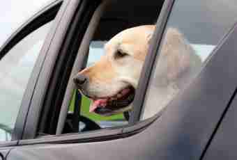 How to accustom a dog to the car