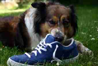 Why footwear for dogs is necessary