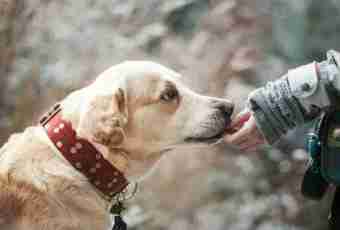 How to train a puppy of a Labrador