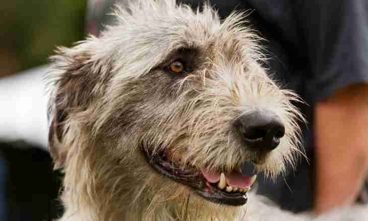 How to bring up a wolfhound dog