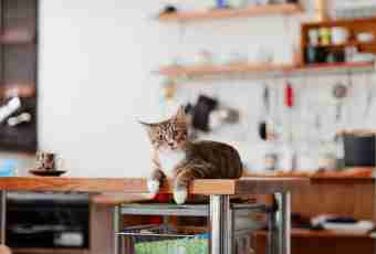 How to disaccustom a cat to sleep on a kitchen table