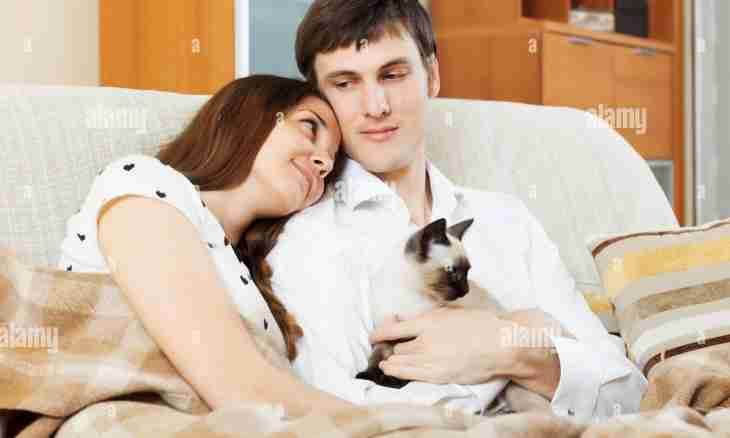 How to convince the husband to get a kitten