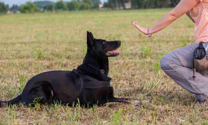 How to teach a puppy to team ""to sit"
