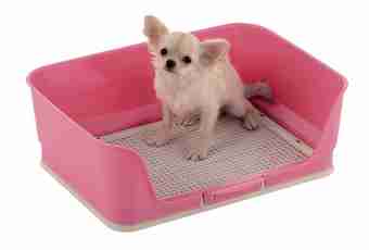 How to accustom a spitz-dog to a tray