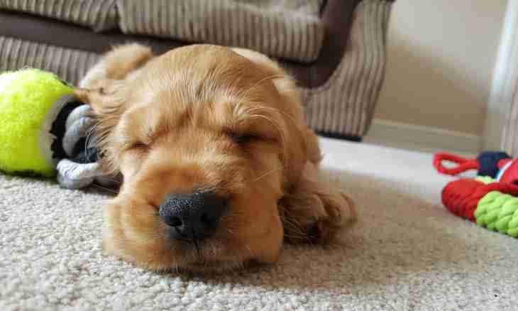 How to accustom a puppy to sleep one
