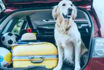 How to be prepared to a trip on the car if rocks to sleep a dog