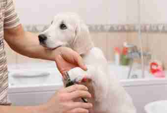 As it is easy to wash a dog