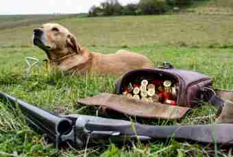 How to bring a dog for hunting