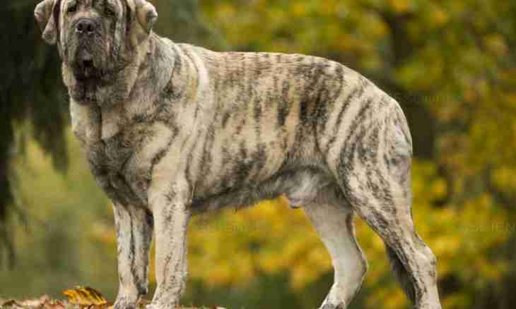 Royal mastiff: features of breed