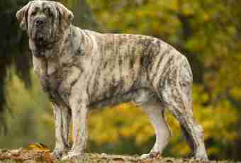 Royal mastiff: features of breed
