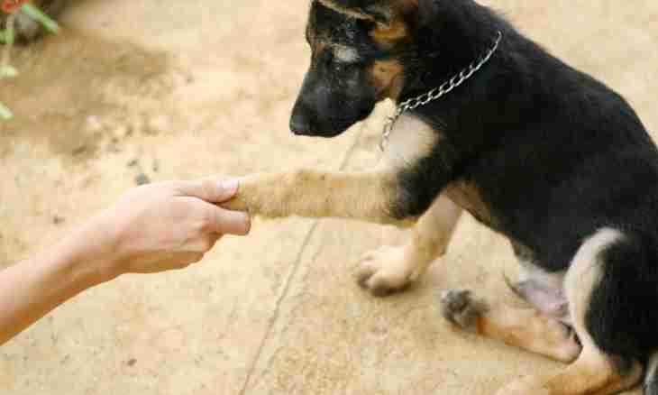 How to teach a dog to give a paw