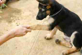 How to teach a dog to give a paw