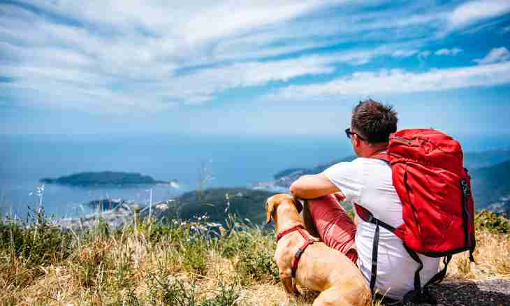 How to go abroad together with an animal