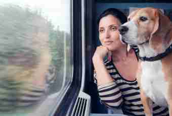 How to take a dog in the train