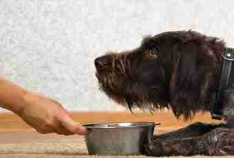 How to disaccustom a pet to steal food