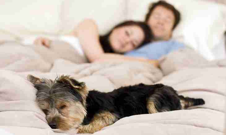 How to disaccustom a dog to sleep on a bed
