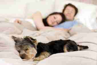 How to accustom a dog to sleep at night