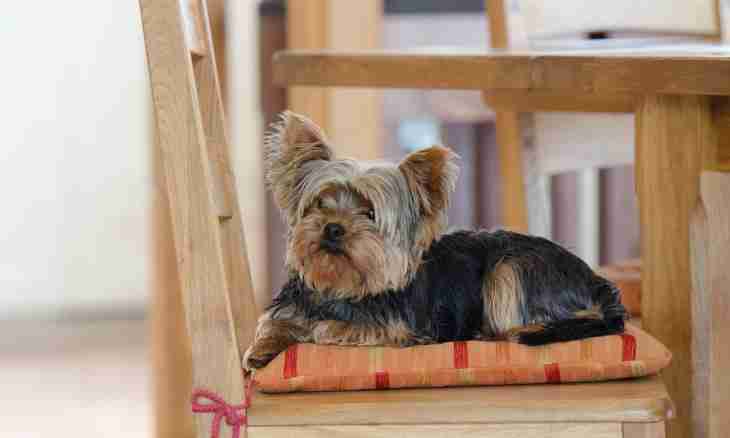 How to grow up a Yorkshire terrier