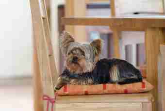 How to grow up a Yorkshire terrier