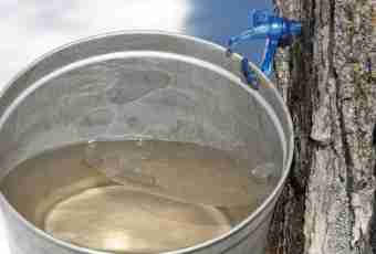 How to keep birch sap in the winter