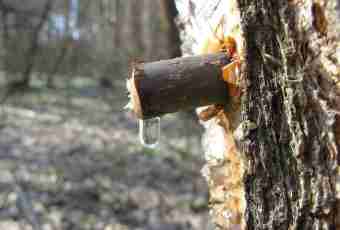 How to prepare birch sap