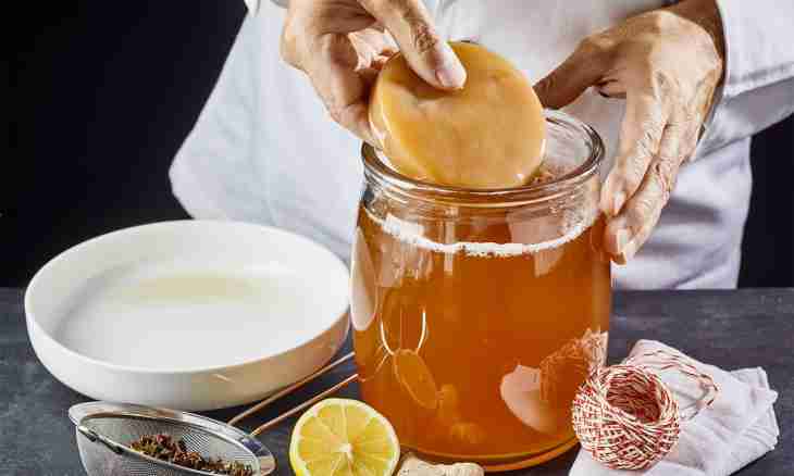 How to make drink of a tea mushroom