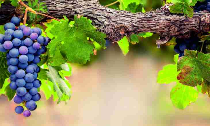 How to prepare a domestic dry wine from grapes