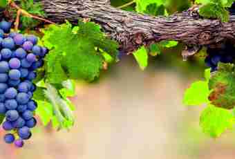 How to prepare a domestic dry wine from grapes