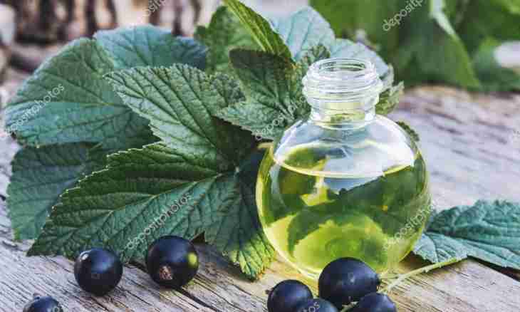 How to make blackcurrant tincture