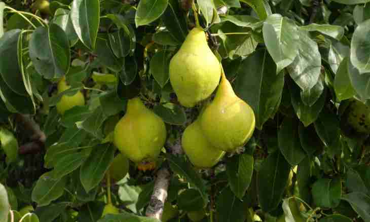 How to make pear wine