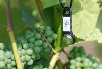 How to make domestic grape wine