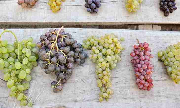 How to make grapes wine