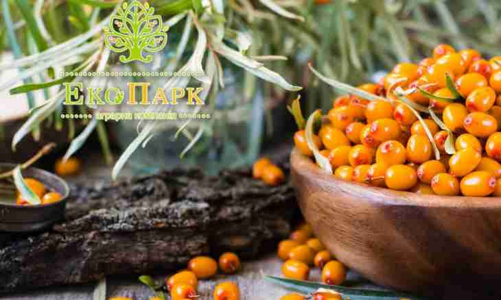 Sea-buckthorn wine: a recipe in house conditions