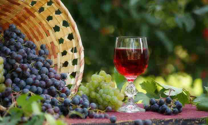 Recipe for wine from grapes Isabella