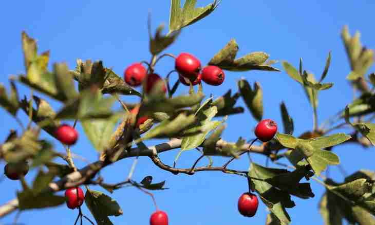 How to make hawthorn fruits