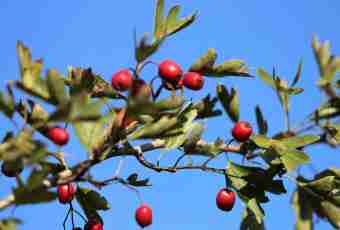 How to make hawthorn fruits