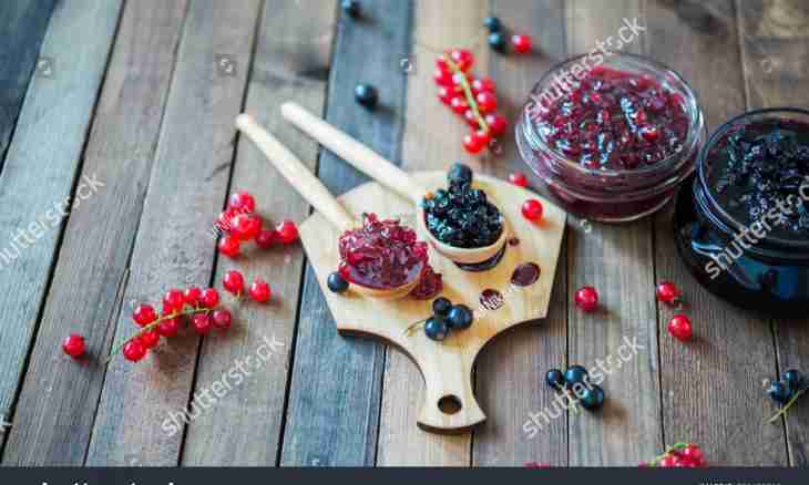 How to prepare blackcurrant for the winter