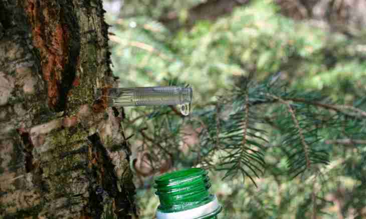 How to drink birch sap