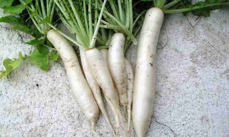 How to keep horse-radish for the winter