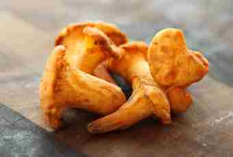 How to collect and make chanterelles
